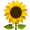 sunflower_1f33b