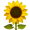 sonnenblume_1f33b